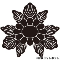 Chrysanthemum105